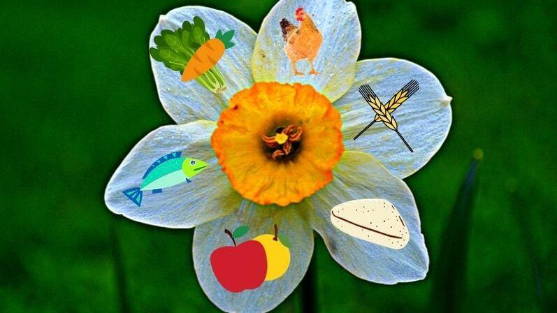 Ένα λουλούδι που χαρακτηρίζει την αρχή του παιχνιδιού της δίαιτας «6 πέταλα». 